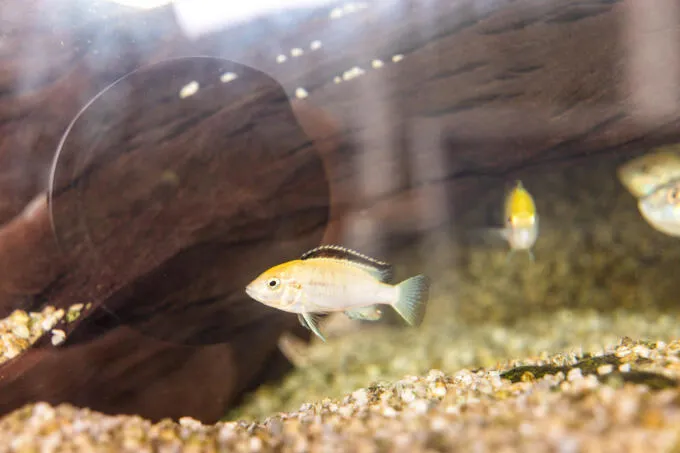 Ein gelber Buntbarsch schwimmt in einem Aquarium mit hellem Kiesboden und dunklem Holzhintergrund