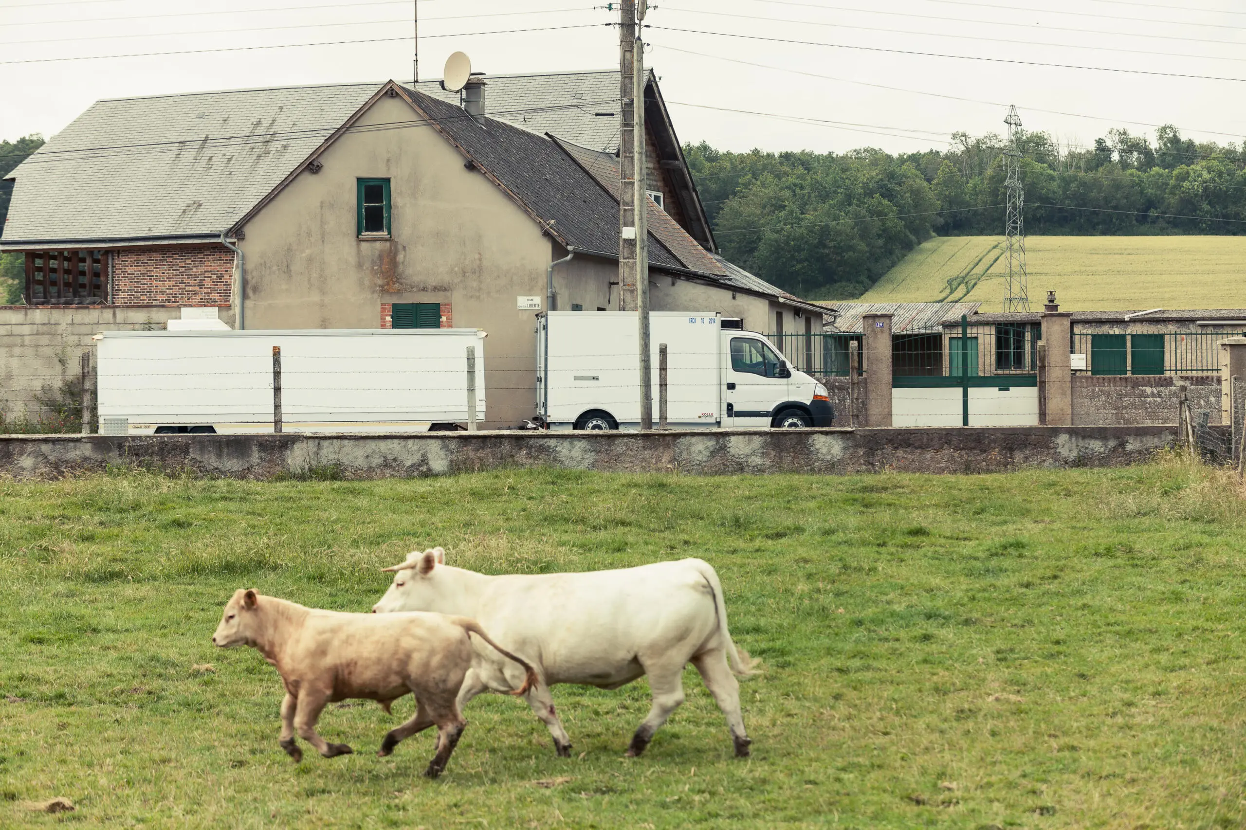 Zwei weiße Rinder laufen über eine grüne Weide, während im Hintergrund ein weißer Lieferwagen vor einem ländlichen Gebäude parkt.
