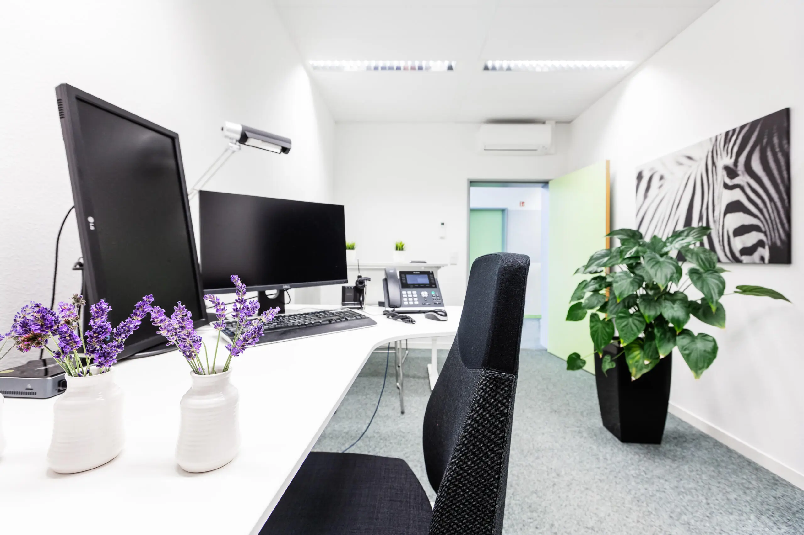 Heller Schreibtisch mit zwei Monitoren, Telefon und Lavendeldekoration neben einem schwarzen Bürostuhl und einer großen Zimmerpflanze in einem Büro.