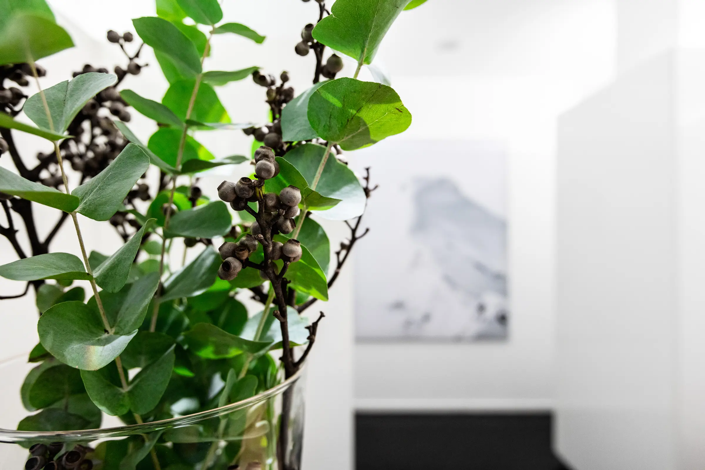 Nahaufnahme grüner Zweige mit braunen Kapseln in Glasvase vor hellem Praxisinterieur