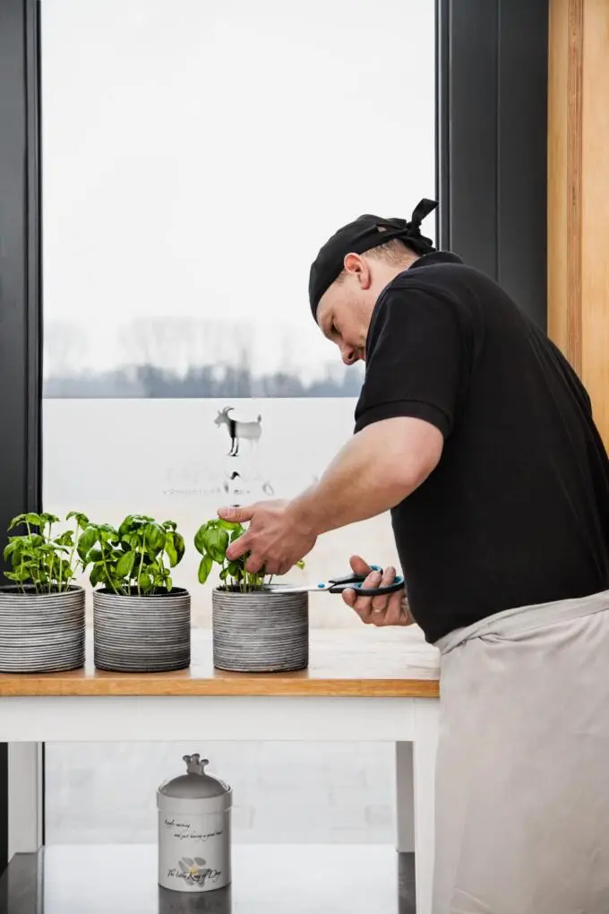 Ein Mitarbeiter in Arbeitskleidung schneidet vor einem hellen Fenster frischen Basilikum von einer Topfpflanze.