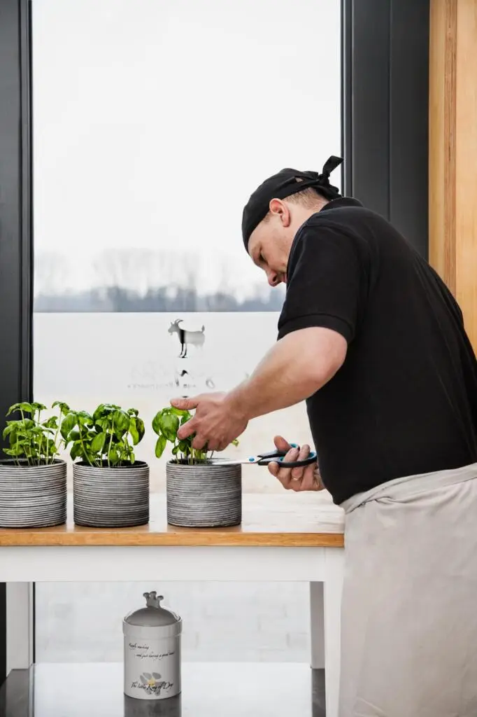 Ein Mitarbeiter in Arbeitskleidung schneidet vor einem hellen Fenster frischen Basilikum von einer Topfpflanze.