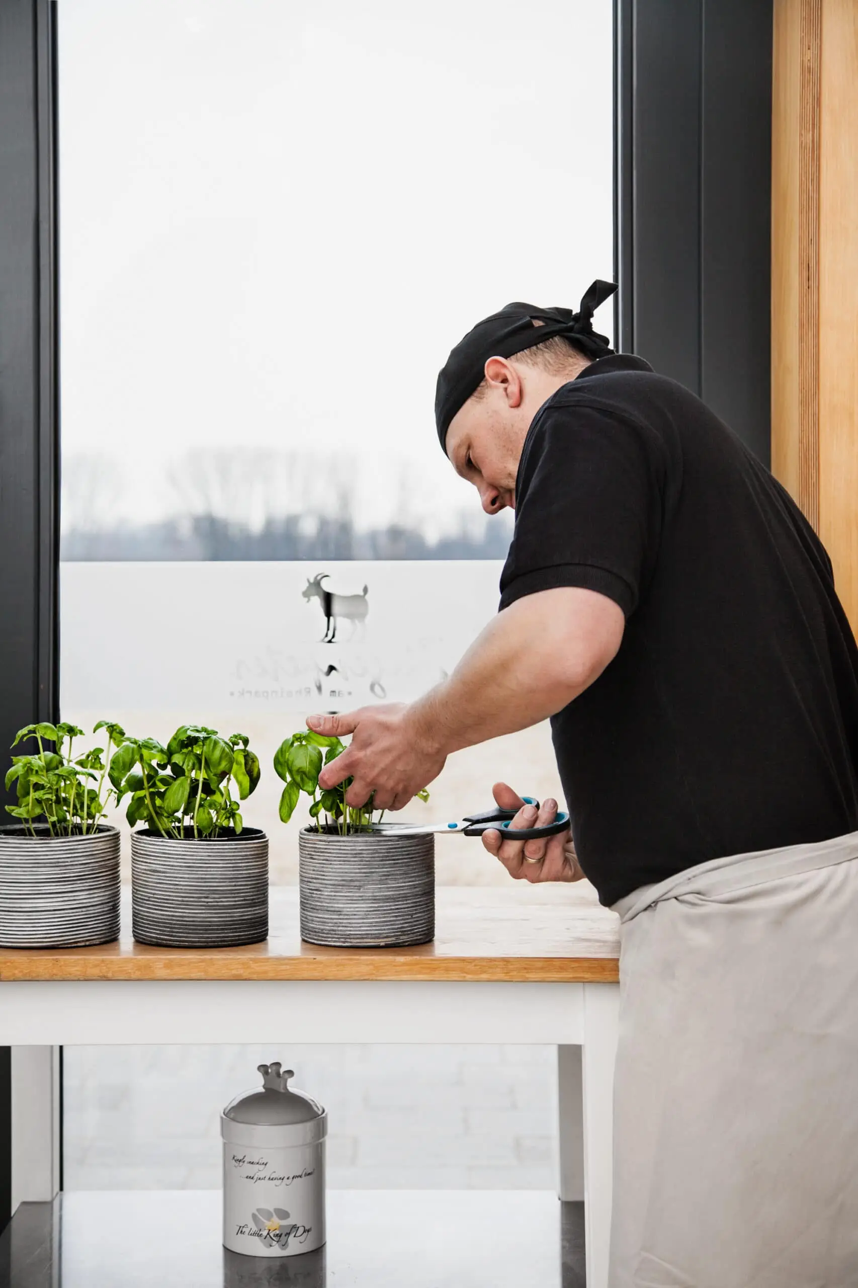 Ein Mitarbeiter in Arbeitskleidung schneidet vor einem hellen Fenster frischen Basilikum von einer Topfpflanze.